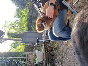 Maxi, kleiner Pekinesen Mix, sucht sein Zuhause  Bild 2