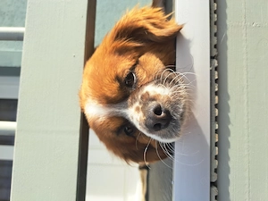 Maxi, kleiner Pekinesen Mix, sucht sein Zuhause  Bild 3
