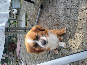 Maxi, kleiner Pekinesen Mix, sucht sein Zuhause 