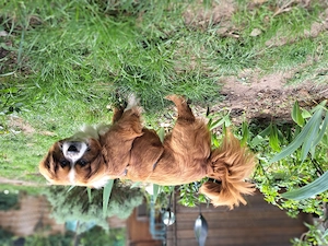 Maxi, kleiner Pekinesen Mix, sucht sein Zuhause  Bild 5