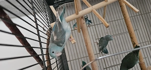 Blaugenick-sperlingspapagei 