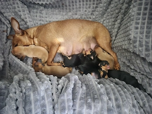 Zwergpinscher Welpen