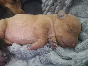 Zwergpinscher Welpen