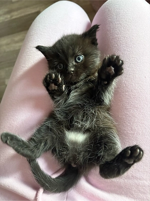 Süsse BKH  Ragdoll Mixe 