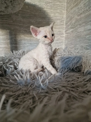 Devon Rex Kitten können mit 12 Wochen umziehen zu Ende Juni  