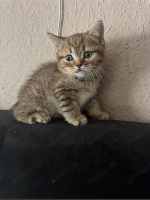 BKH Kitten 