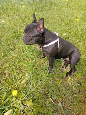 Hallo wir müssen leider unsere französische bulldoggen Welpen verkaufen da unsere Tochter eine hunde
