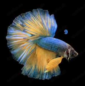 Kampffisch Männchen Betta splendens 
