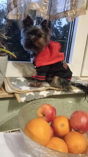 Deckrüde kein Verkauf  Mini Yorkshire Terrier  Bild 5