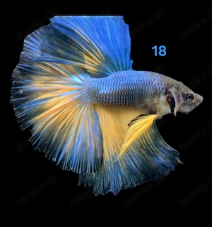 Kampffisch Männchen Betta splendens 