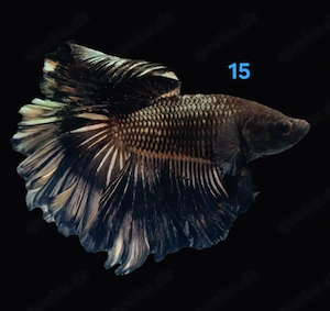 Kampffisch Männchen Betta splendens 