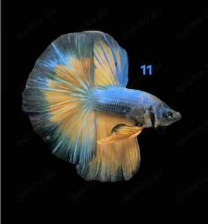 Kampffisch Männchen Betta splendens 