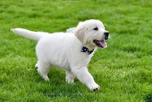 Golden Retriever Welpen