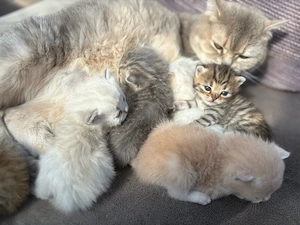 Britisch Kurzhaar Kitten