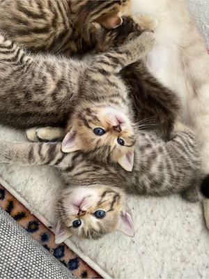 Süße BKH-Mix Kitten abzugeben