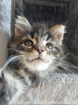 Reinrassige Maine Coon Kitten XXL 