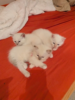 Birma EKH Kitten 