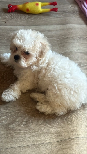 Mini Malteser charly 