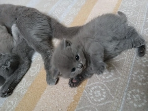 Reinrassige BKH-Kitten 