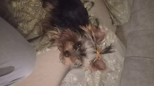Deckrüde kein Verkauf  Mini Yorkshire Terrier  Bild 3