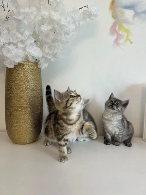 Britisch Kurzhaar Kitten abzugeben  Bild 2