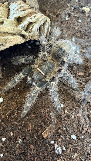 Grammostola pulchripes   Vogelspinne