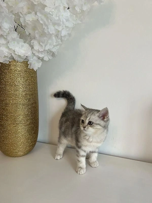 Britisch Kurzhaar Kitten abzugeben  Bild 4