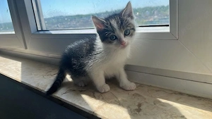 Zuckersüße Kitten suchen ein liebevolles Zuhause!   