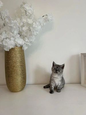 Britisch Kurzhaar Kitten abzugeben  Bild 3