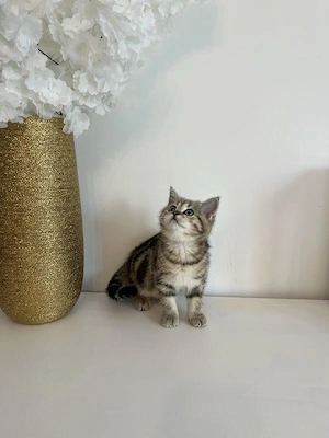 Britisch Kurzhaar Kitten abzugeben  Bild 5