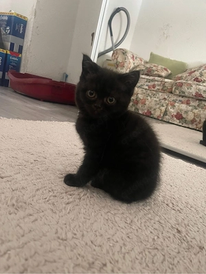 Süßes Britisch Kurzhaar (BKH) Kitten, 11 Wochen alt