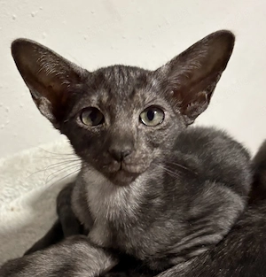 Zwei OKH (orientalisch Kurzhaar) Katzen suchen noch ein neues zu Hause