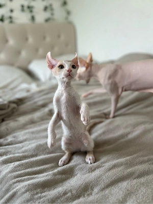 Elf Sphynx Kitten zu verkaufen