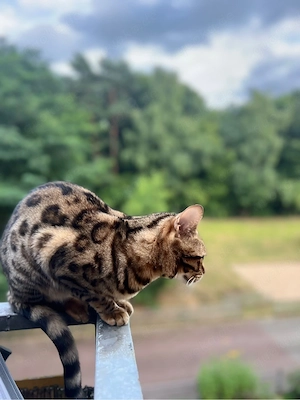 weibliche Bengalkatze  Bild 2