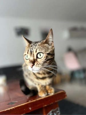 weibliche Bengalkatze  Bild 3