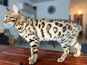weibliche Bengalkatze 