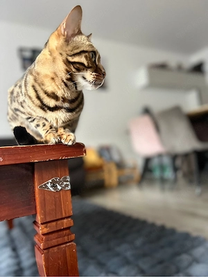 weibliche Bengalkatze  Bild 5