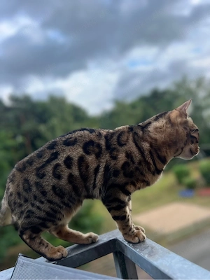 weibliche Bengalkatze  Bild 4
