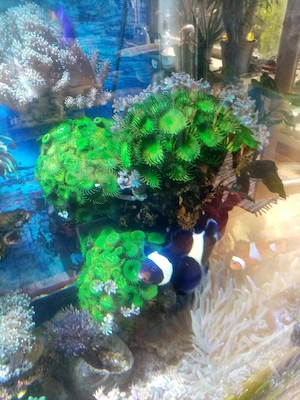 Tolle Riffsäule Palythoa Zoanthus Clavularia LPS Meerwasser Aquarium !!