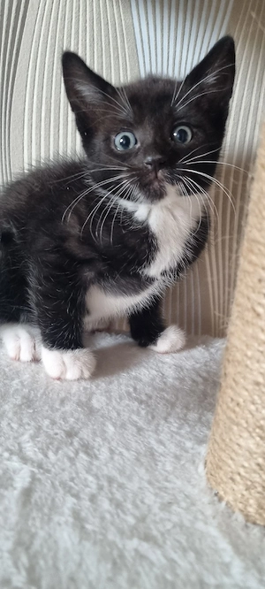 Bkh Mix 4 Kater 1 weiblichen 