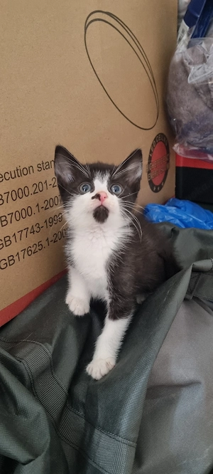 BKH MIX 4 Kater und 1 weiblichen 