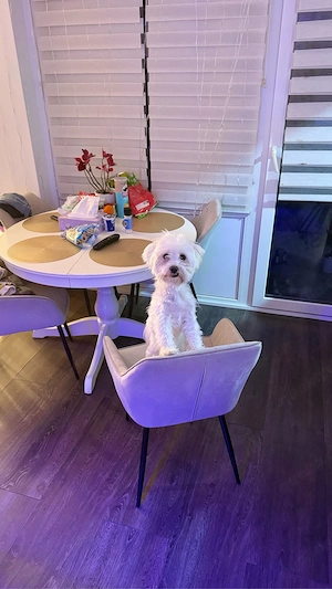Malteser Hündin (2 Jahre) abzugeben