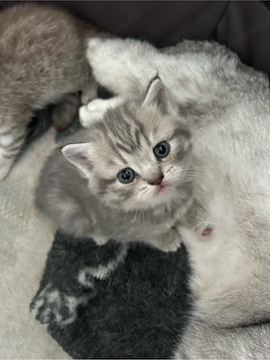 BKH Kitten 