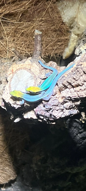 phelsuma klemmeri 