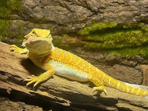 Junge Bartagame abzugeben