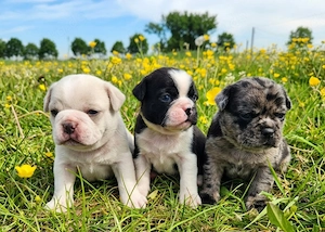 Retro Mops Welpen in Merle   Altdeutscher Sportmops freiatmend mit Gesundheitszeugnis 