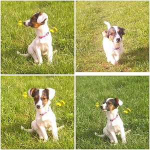 jackrussel-Pinscher mix hünndin 18wochen