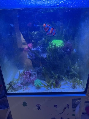 Meerwasser Aquarium komplett