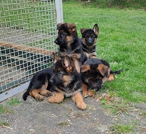 Schäferhundwelpen 10 Wochen alt