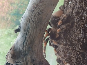 Mex. Rotknievogelspinne männlich  mit 2 Terrarien